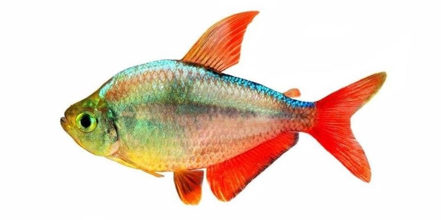 Аквариумная рыбка Тетра: 25 видов с фото и описанием