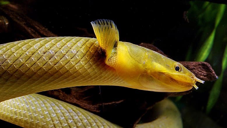 Фотосессия Каламоихта или Рыбы-змеи 2