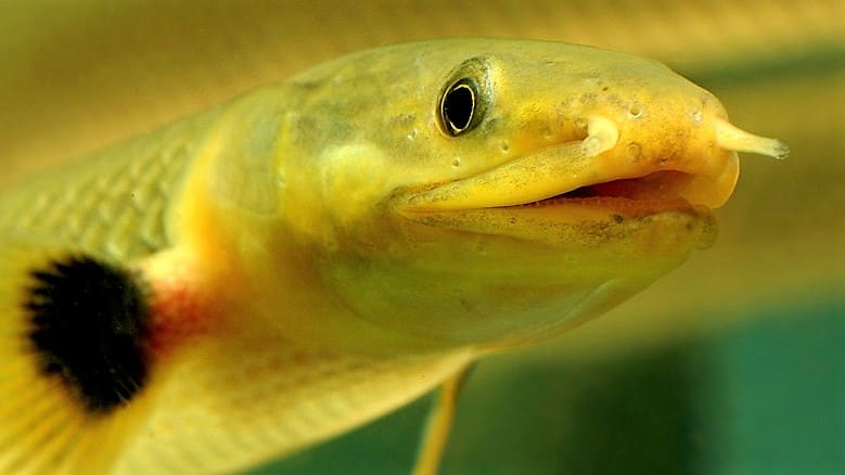 Фотосессия Каламоихта или Рыбы-змеи 1