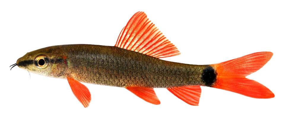 Лабео таиландский (Epalzeorhynchos frenatus) аквариумная рыбка, внешний вид
