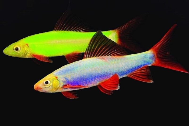 Лабео GloFish (Epalzeorhynchos frenatus) 1