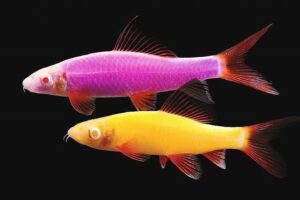 Лабео GloFish (Epalzeorhynchos frenatus) 2