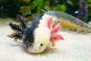 Аксолотль Химера (Chimera Axolotl) 1.