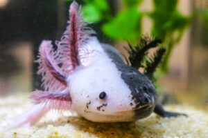 Аксолотль Химера (Chimera Axolotl) 2.