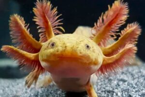 Медный Аксолотль (Copper Axolotl) 2