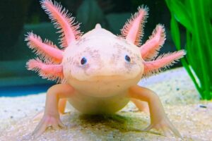 Аксолотль Лейцитовый (Leucistic Axolotl) 3.