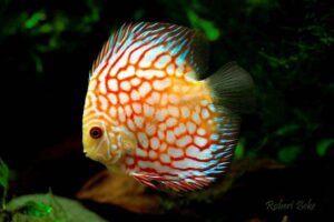 Дискус шахматный (Checkerboard Discus)