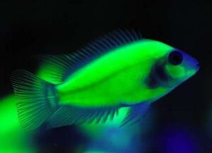 Светящиеся рыбки-GloFish (Чернополосая цихлида)