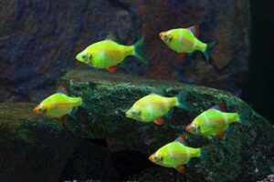 Светящиеся рыбки-GloFish (Барбус суматранский)