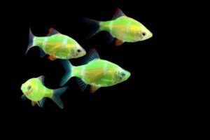 Светящиеся рыбки-GloFish (Барбус суматранский) 01