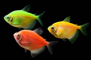 Светящиеся рыбки-GloFish (Тернеция)