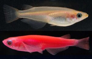 Светящиеся рыбки-GloFish (Медака японская)