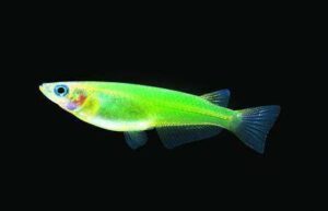 Светящиеся рыбки-GloFish (Медака японская) 01