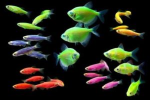 Светящиеся рыбки-GloFish (Разные)