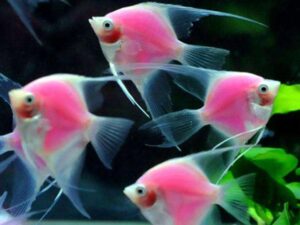 Светящиеся рыбки-GloFish (Скалярия) 01