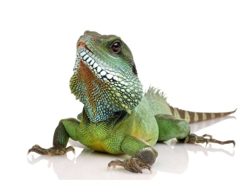 Игуана зеленая (Iguana iguana)4