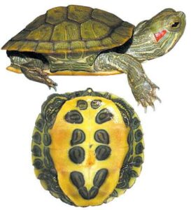 Черепаха красноухая (Pseudemys scripta elegans)