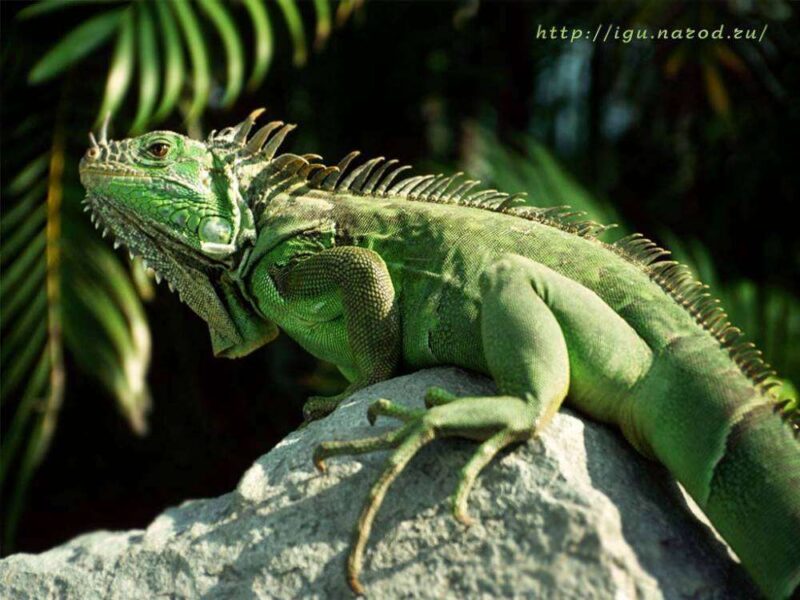 Игуана зеленая (Iguana iguana)3
