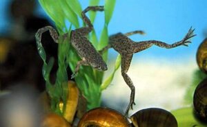 Карликовая водная лягушка(Hymenochirus boettgeri)