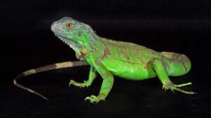 Игуана зеленая (Iguana iguana)1