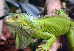 Игуана зеленая (Iguana iguana)2