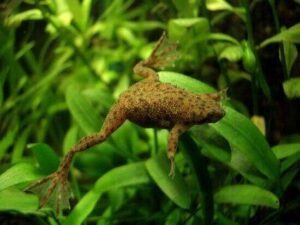 Карликовая водная лягушка-Hymenochirus boettgeri 4