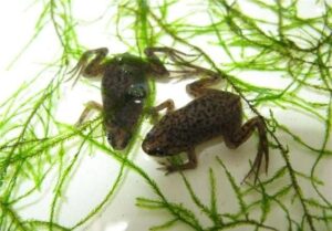 Карликовая водная лягушка-Hymenochirus boettgeri 1