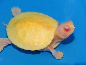 Черепаха красноухая (Pseudemys scripta elegans)02