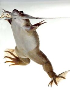 Карликовая водная лягушка-Hymenochirus boettgeri 6