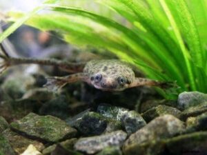 Карликовая водная лягушка-Hymenochirus boettgeri 5