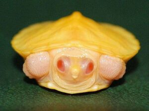 Черепаха красноухая (Pseudemys scripta elegans)03