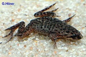 Карликовая водная лягушка-Hymenochirus boettgeri 7
