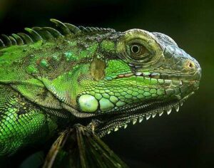 Игуана зеленая (Iguana iguana)