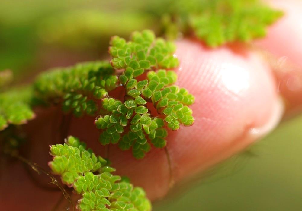 Azolla Karolinskaya Azolla Caroliniana 1 Fotografiya