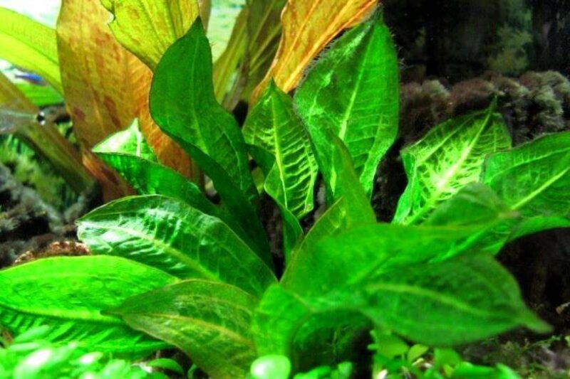 Эхинодорус тропика (E. parviflorus tropica) 5