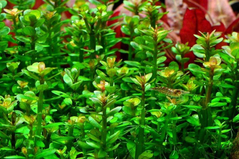 Ротала круглолистная (R. rotundifolia / indica) 4