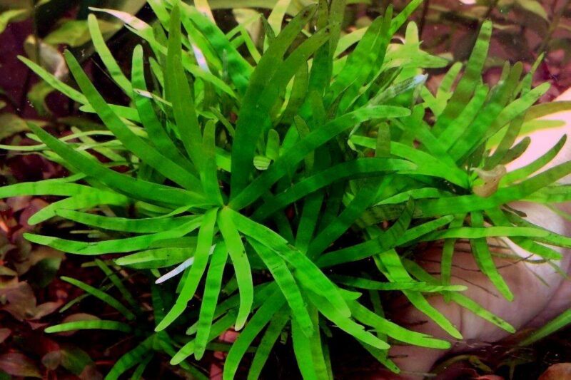 Эйхорния разнолистная ( Eichhornia diversifolia) 3