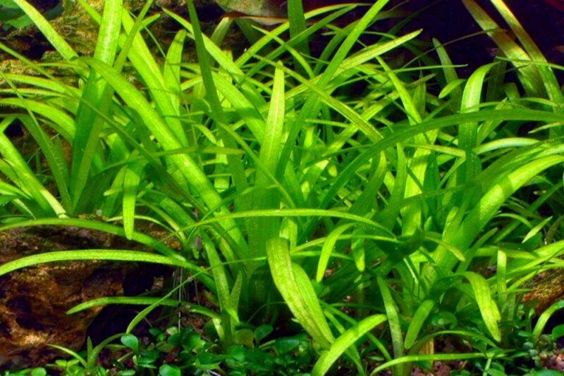 Стрелолист карликовый (Sagittaria spec) 1