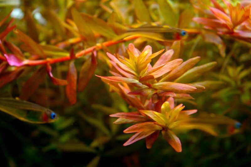 Ротала круглолистная (R. rotundifolia / indica) 5