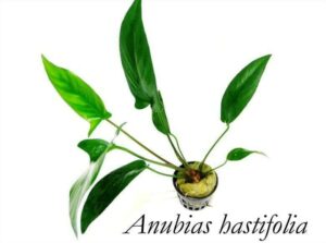 Анубиас хастифолия (Аnubias-hastifolia)2