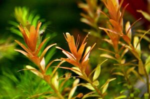 Ротала круглолистная (R. rotundifolia / indica) 6