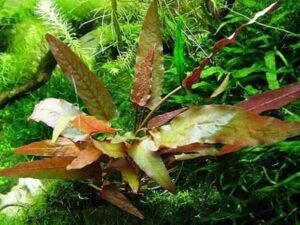 Барклайя длиннолистная ( Barclaya longifolia)