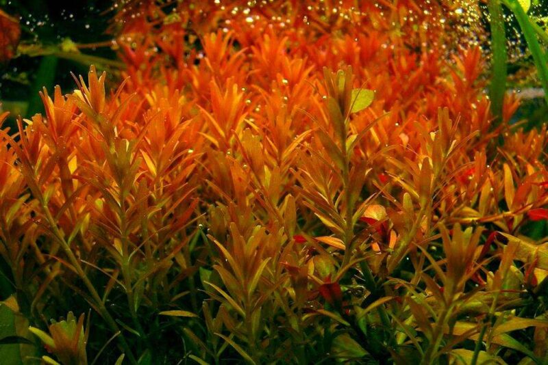 Ротала круглолистная (R. rotundifolia / indica) 8
