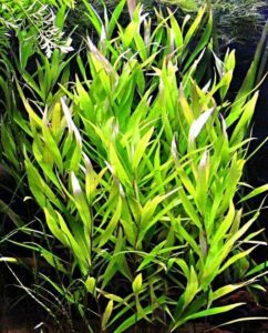 Гигрофила длиннолистная (Hygrophila longifolia)1
