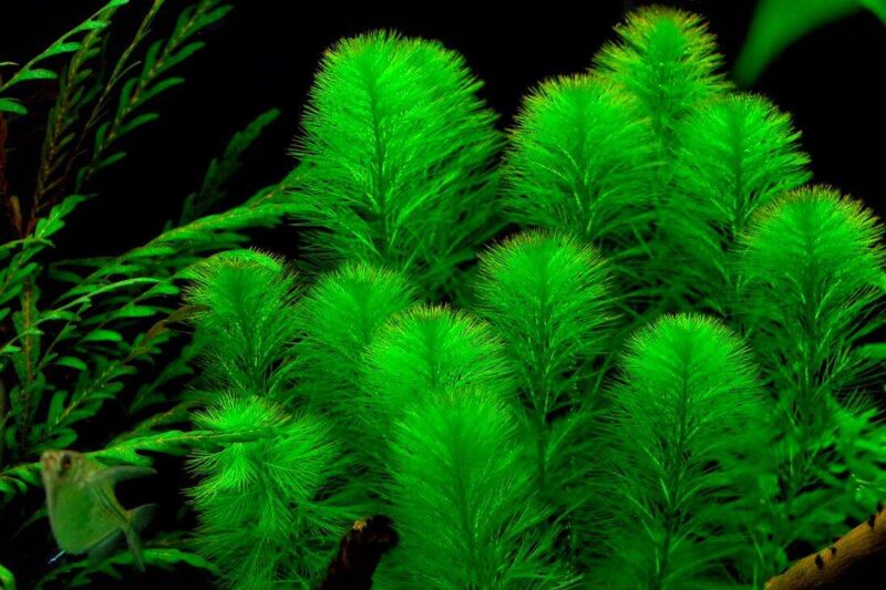 Перистолистник (Myriophyllum aquaticum) 5