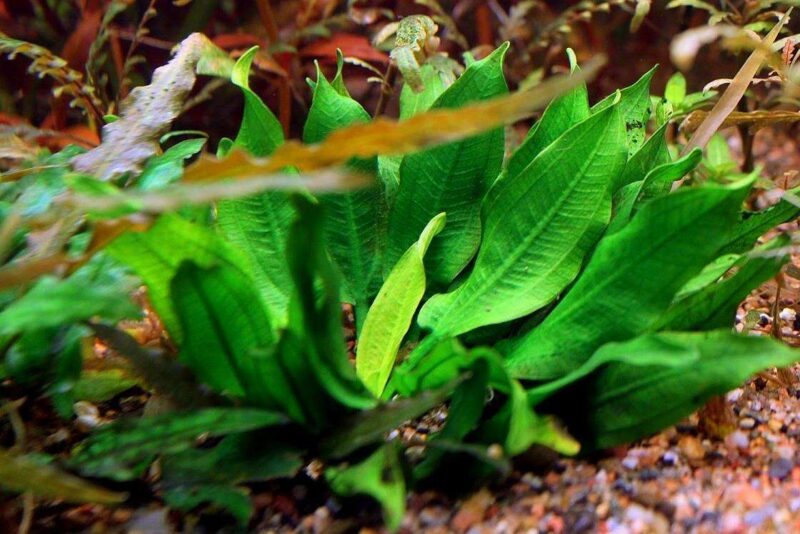 Эхинодорус мелкоцветный (Echinodoras parviflorus)3