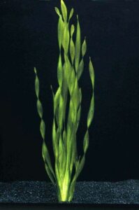 Валлиснерия азиатская (Vallisneria asiatica)1