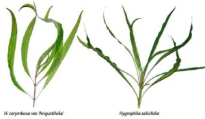 Гигрофила длиннолистная (Hygrophila longifolia)3