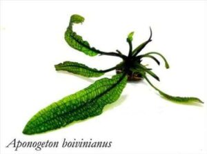 Апоногетон боивинианус (Aponogeton boivinianus)
