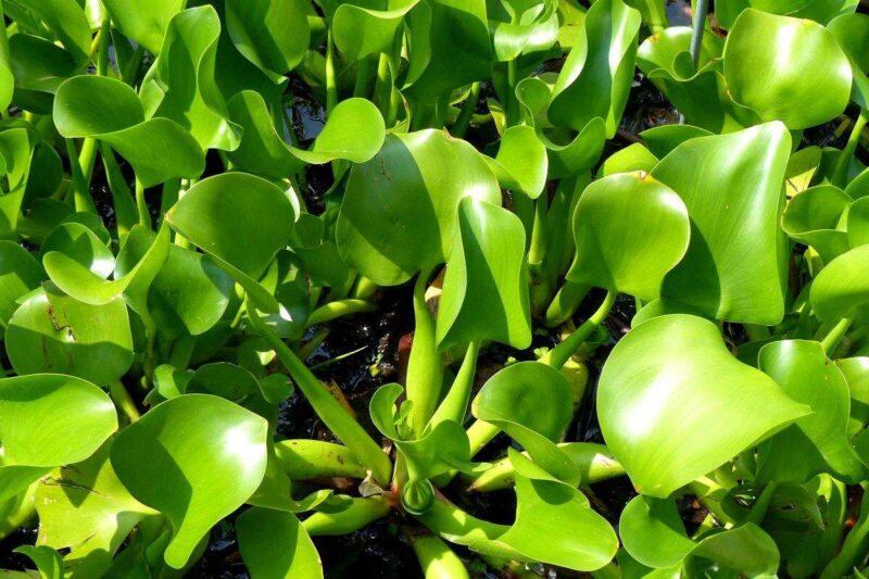 Эйхорния отличная ( Eichhornia crassipes) 4